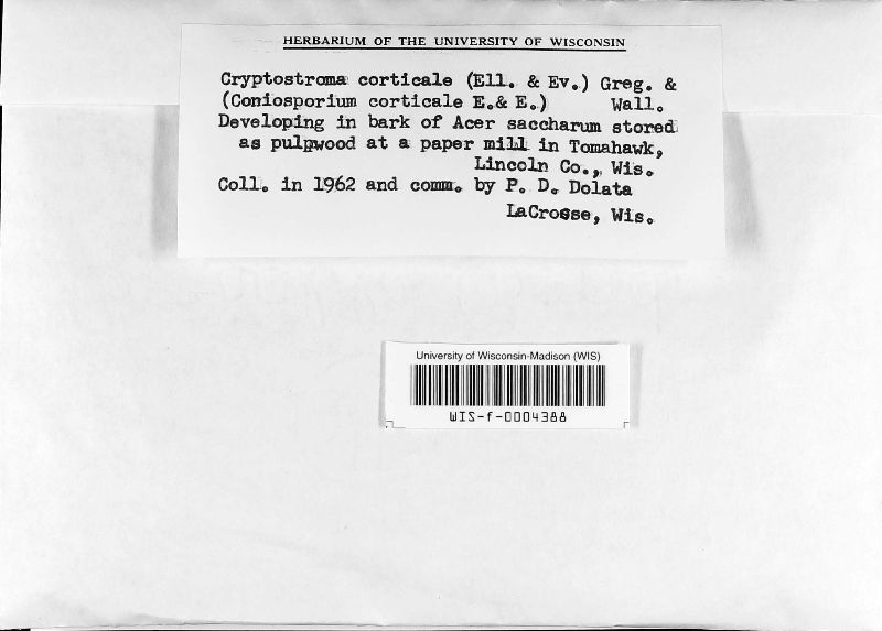 Cryptostroma image