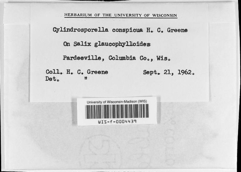 Cylindrosporella conspicua image
