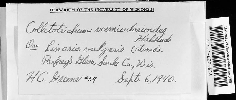 Colletotrichum vermicularioides image
