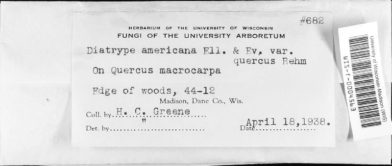 Diatrype americana image