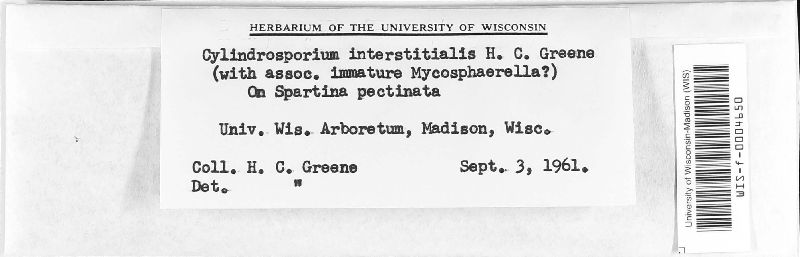 Cylindrosporium interstitiale image
