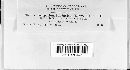 Coleosporium asterum image