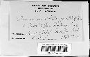 Coleosporium asterum image