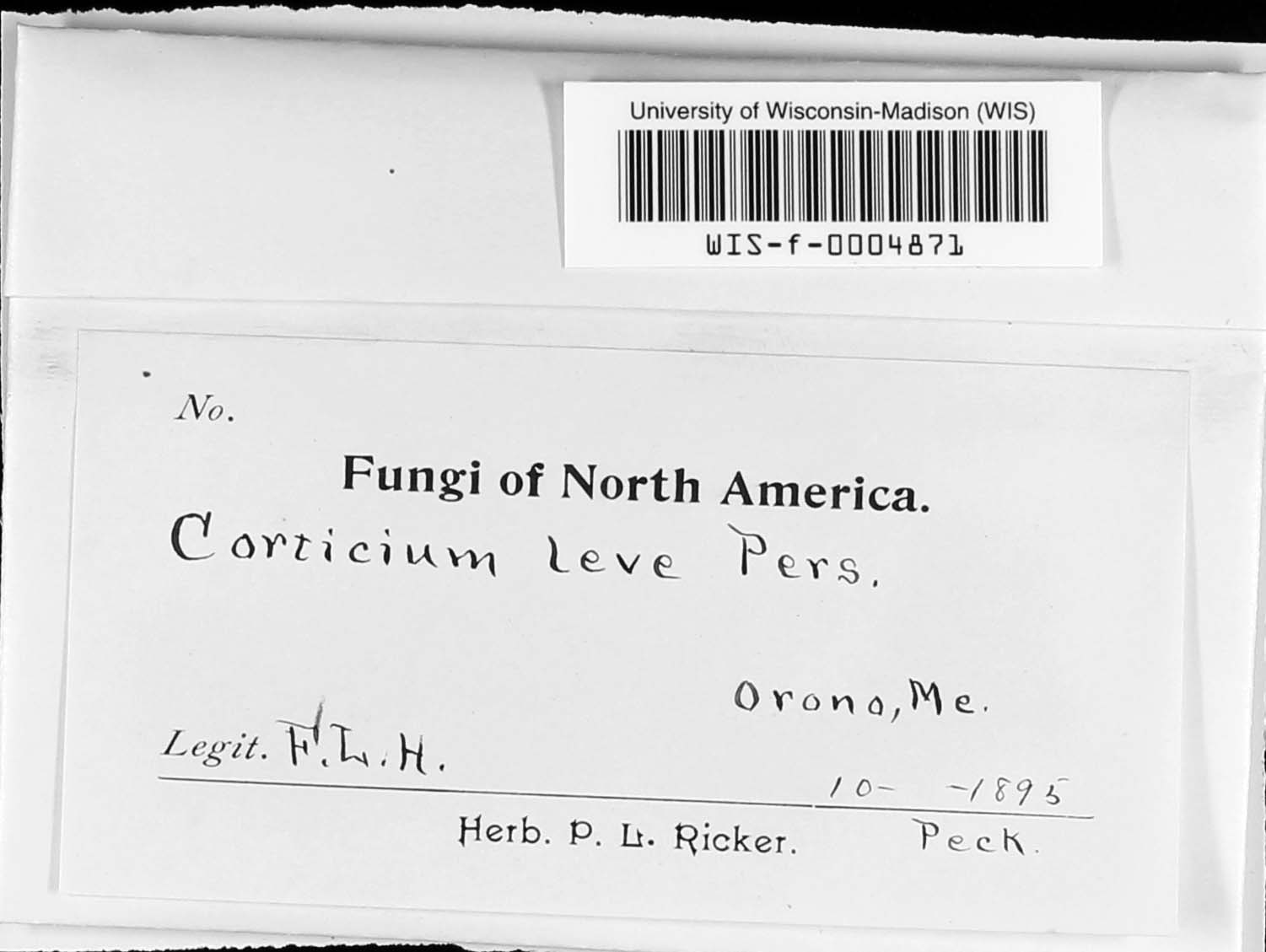 Corticium leve image