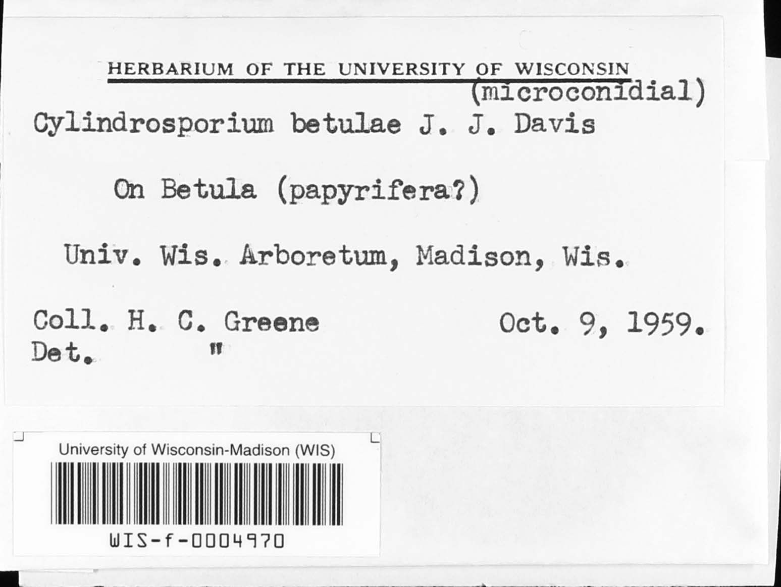 Cylindrosporium betulae image