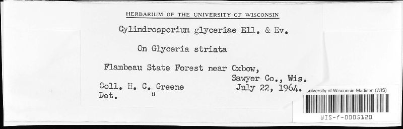Cylindrosporium glyceriae image