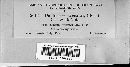 Daldinia concentrica image