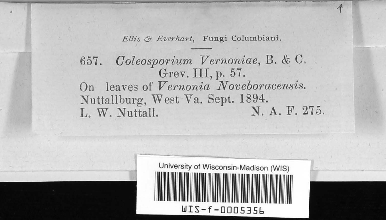 Coleosporium vernoniae image