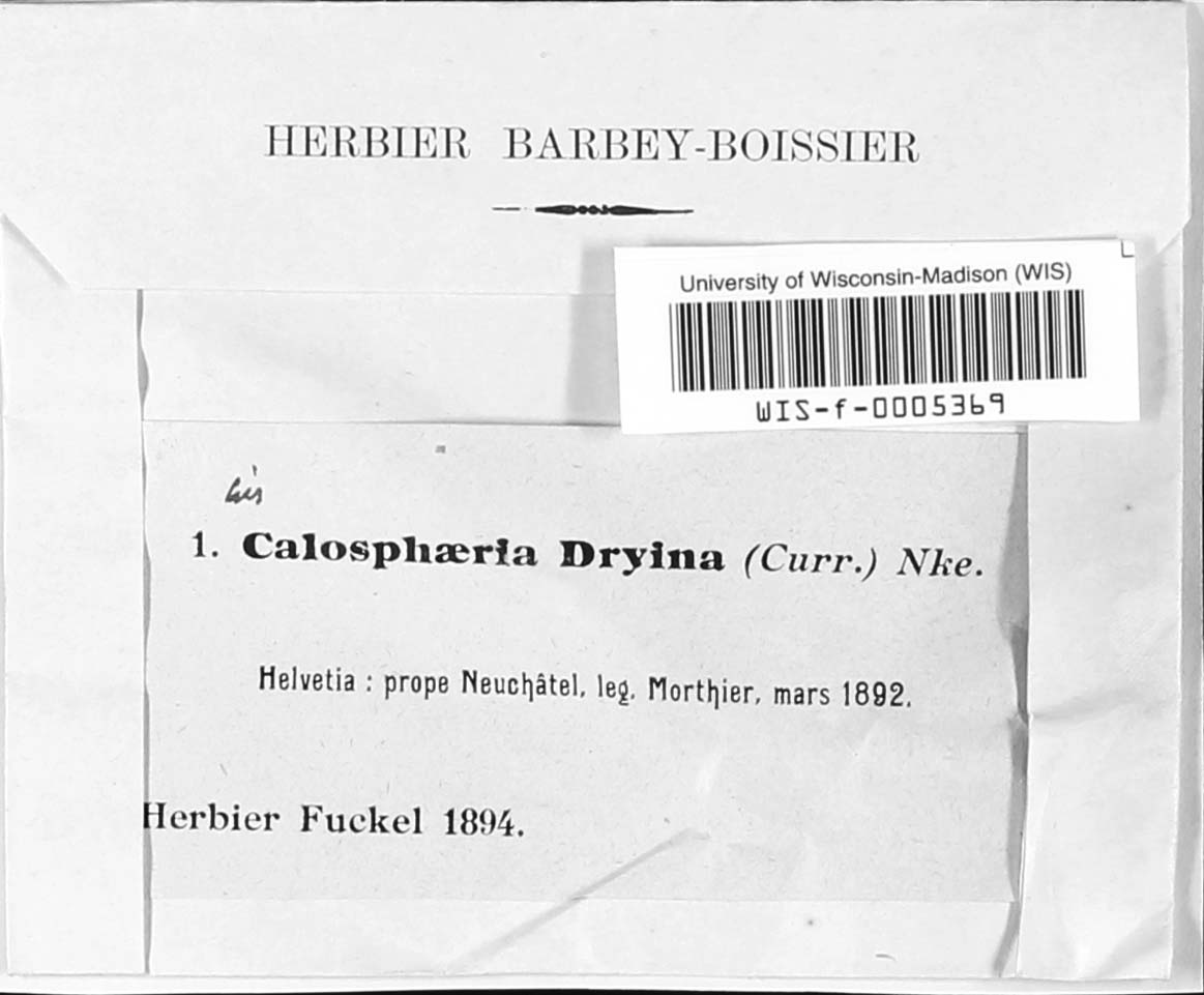 Calosphaeria dryina image