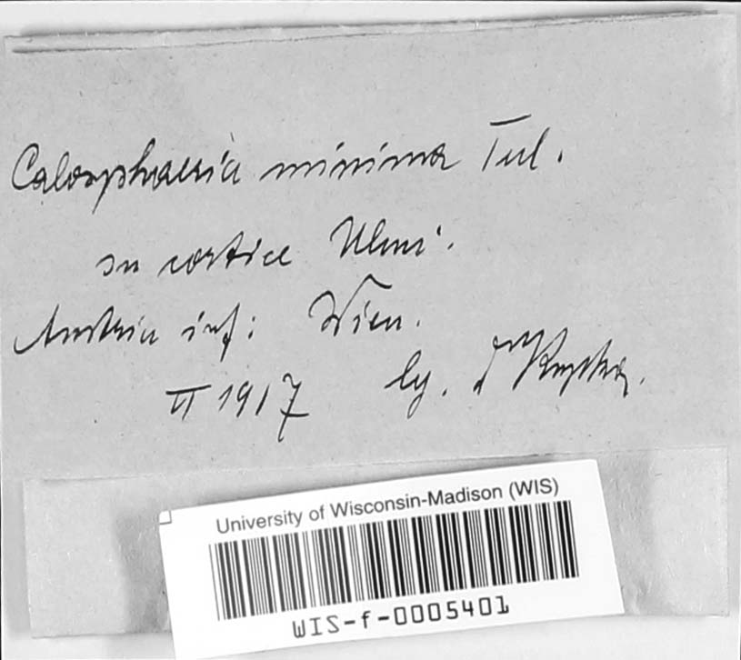 Phaeoacremonium aleophilum image