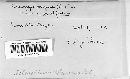 Claviceps purpurea image