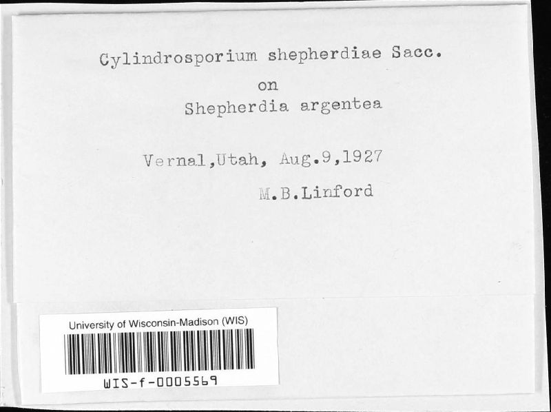 Cylindrosporium shepherdiae image