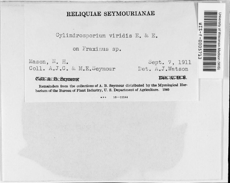 Cylindrosporium viridis image