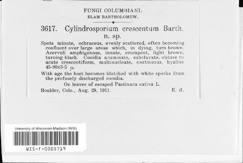 Phloeospora crescentium image