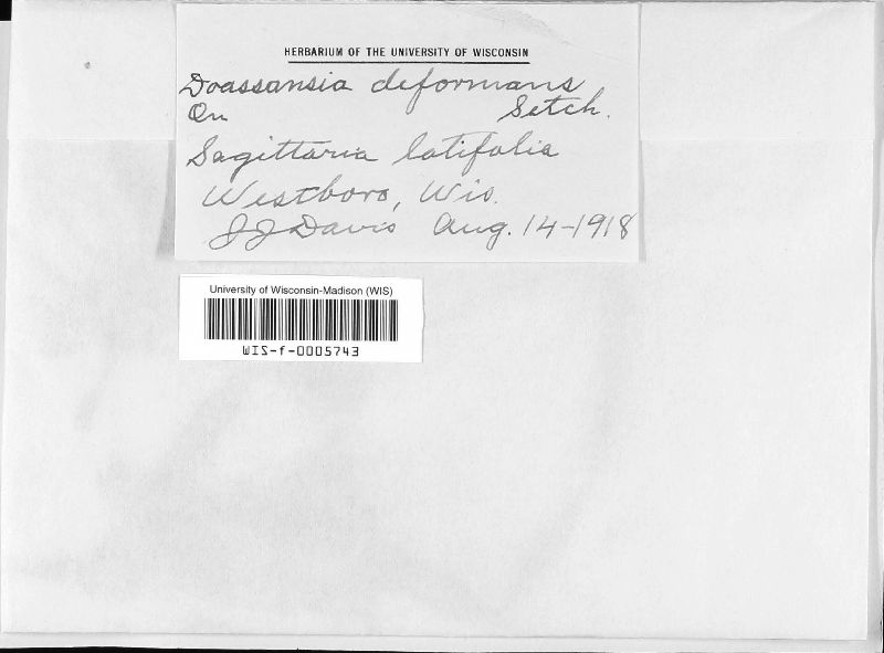 Doassansiopsis deformans image