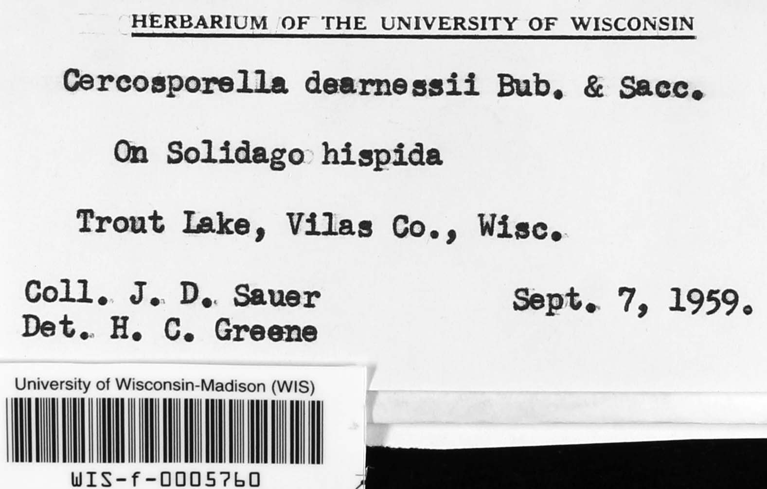 Cercosporella dearnessii image