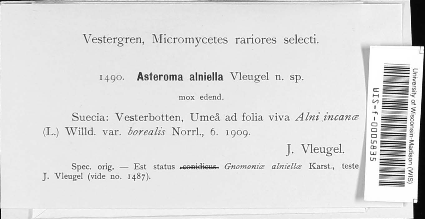 Asteroma alniellum image