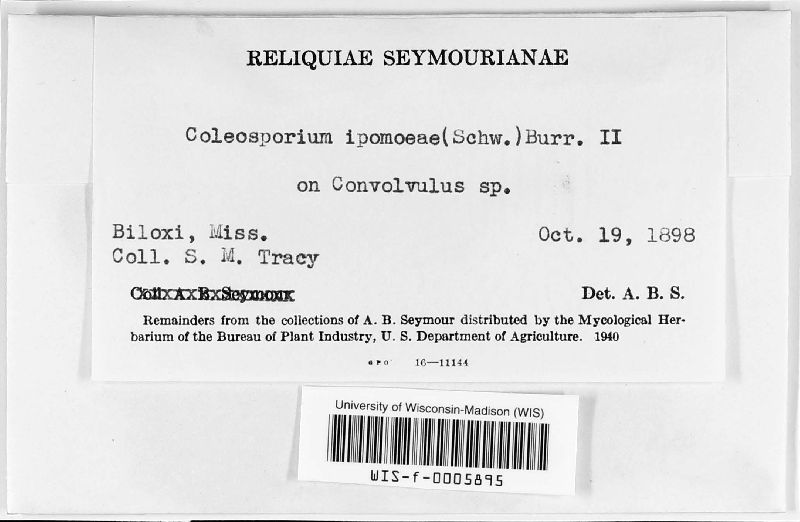 Coleosporium ipomoeae image