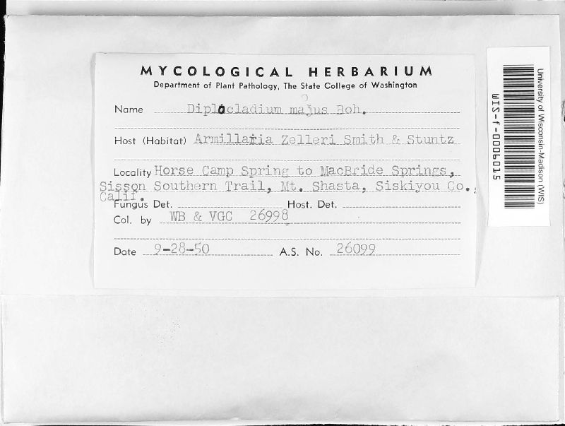 Diplocladium majus image
