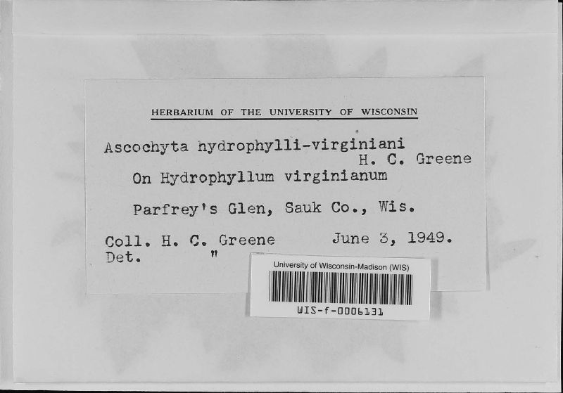 Ascochyta hydrophylli-virginiana image