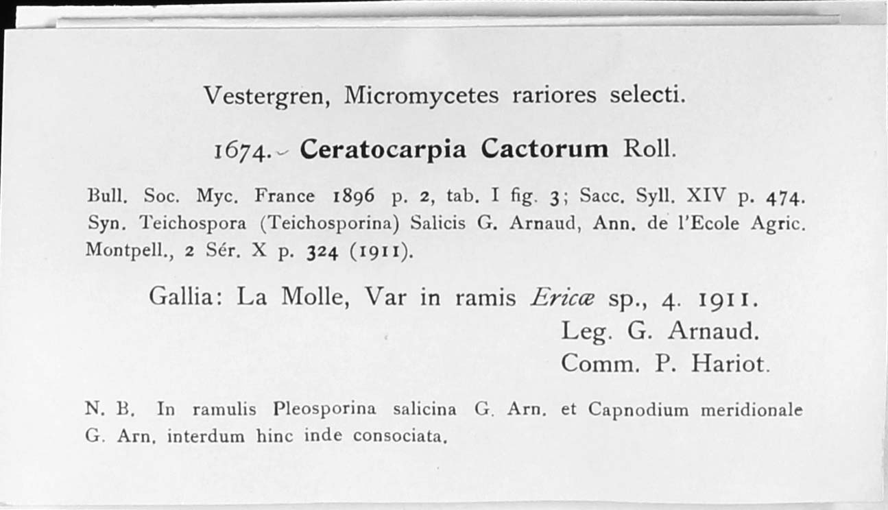 Ceratocarpia cactorum image
