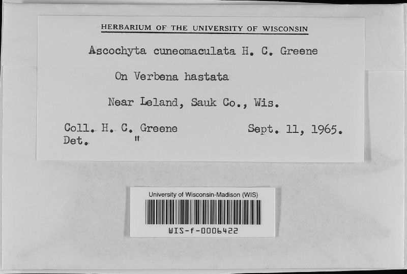 Ascochyta cuneomaculata image