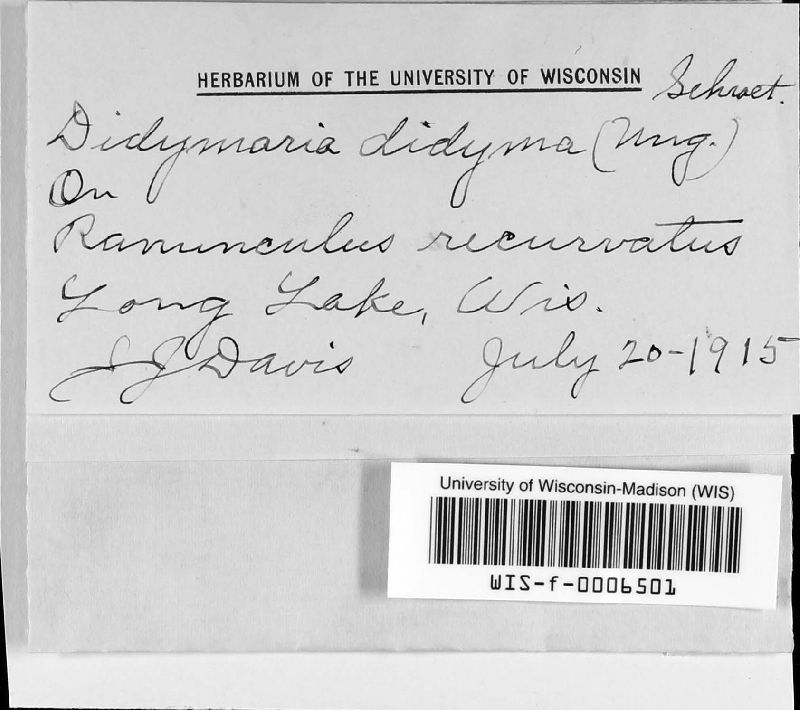 Ramularia didyma image