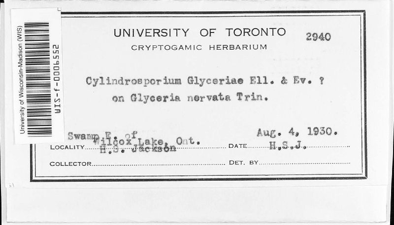 Cylindrosporium glyceriae image