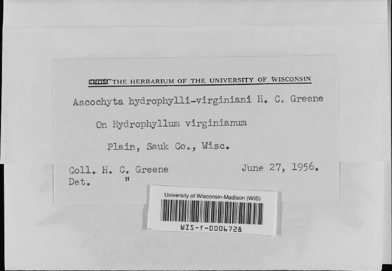 Ascochyta hydrophylli-virginiana image