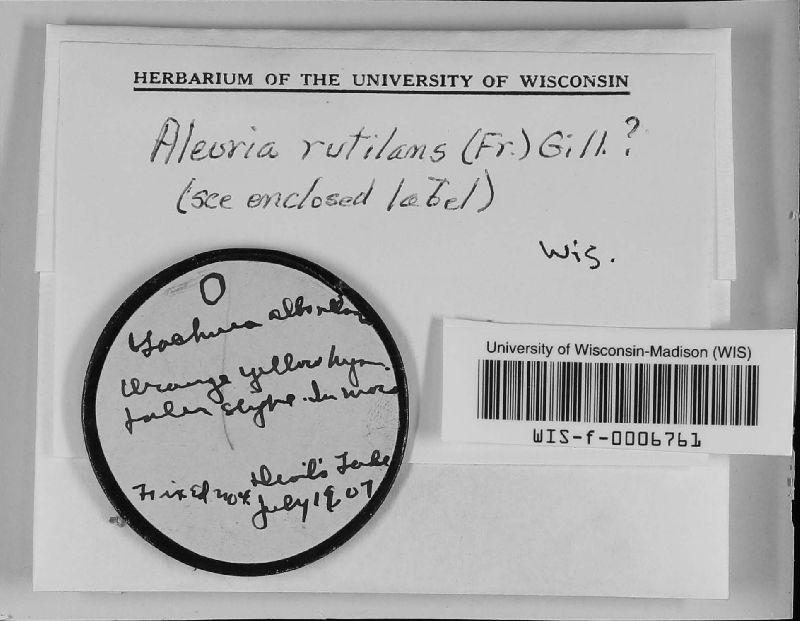 Neottiella rutilans image
