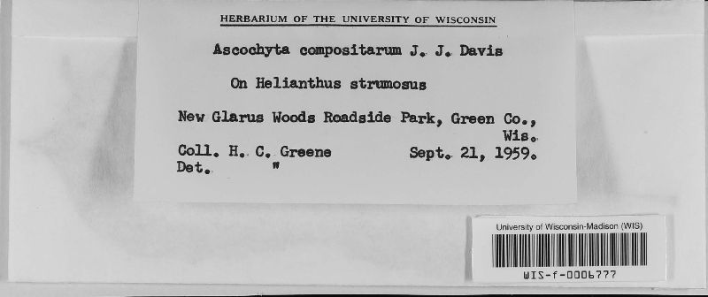 Ascochyta compositarum image