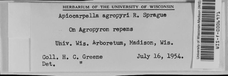 Apiocarpella agropyri image