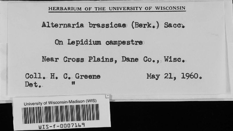Alternaria brassicae image
