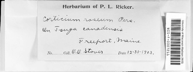 Corticium roseum image