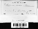 Corticium roseum image
