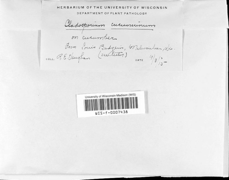 Cladosporium cucumerinum image