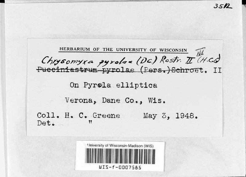 Chrysomyxa pyrolae image