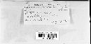 Coleosporium asterum image