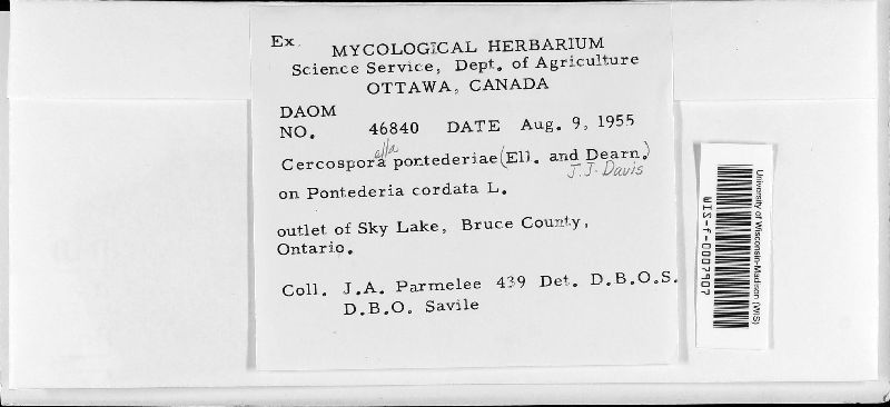 Cercospora pontederiae image