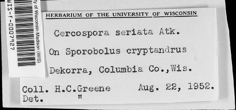 Cercospora seriata image
