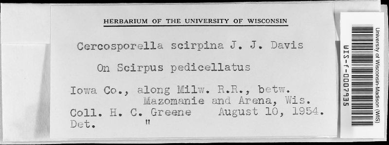 Cercosporella scirpina image