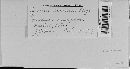 Bremia lactucae image