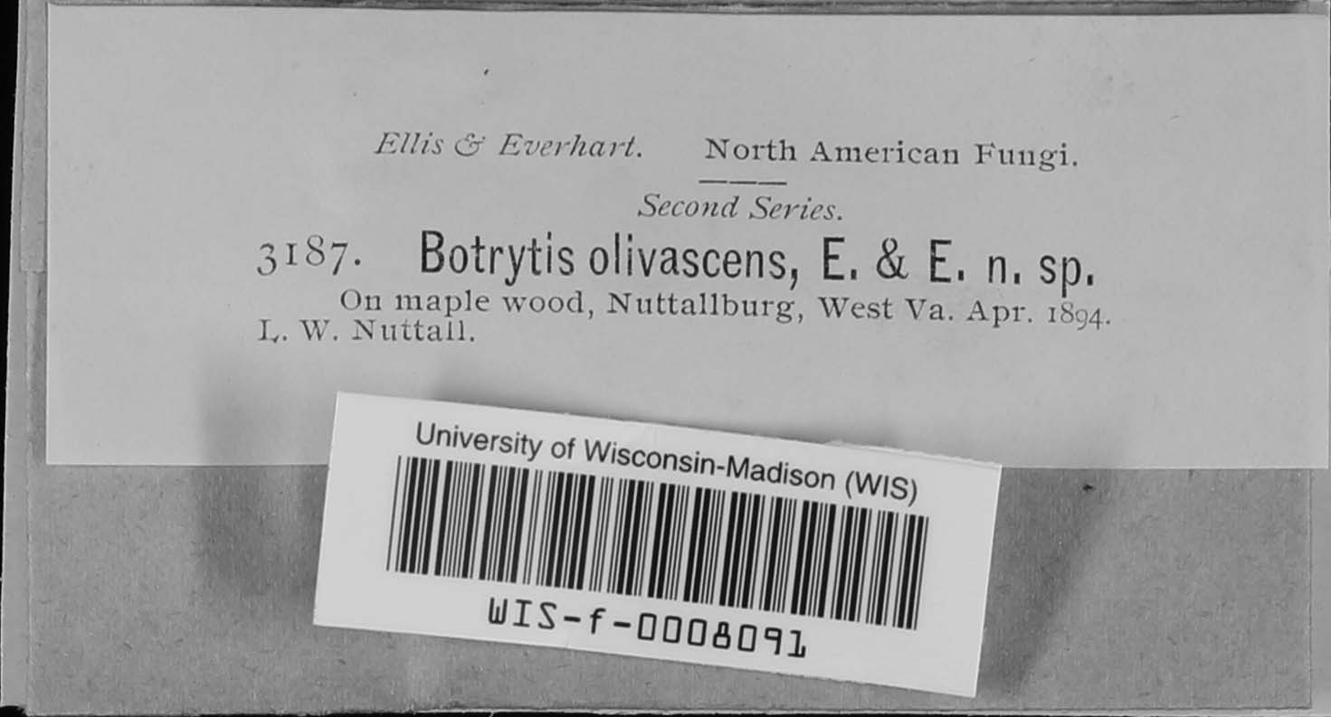 Botrytis olivacea image