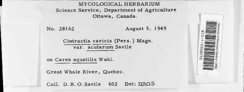 Cintractia caricis var. acutarum image