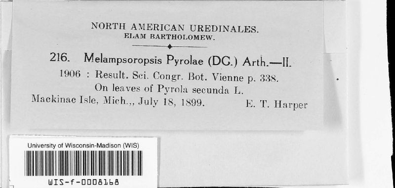 Chrysomyxa pyrolae image