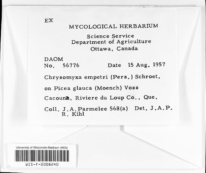 Chrysomyxa empetri image
