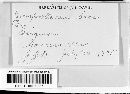 Cercosporella cana image