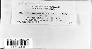 Chrysomyxa arctostaphyli image