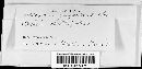 Pseudocercospora nigricans image