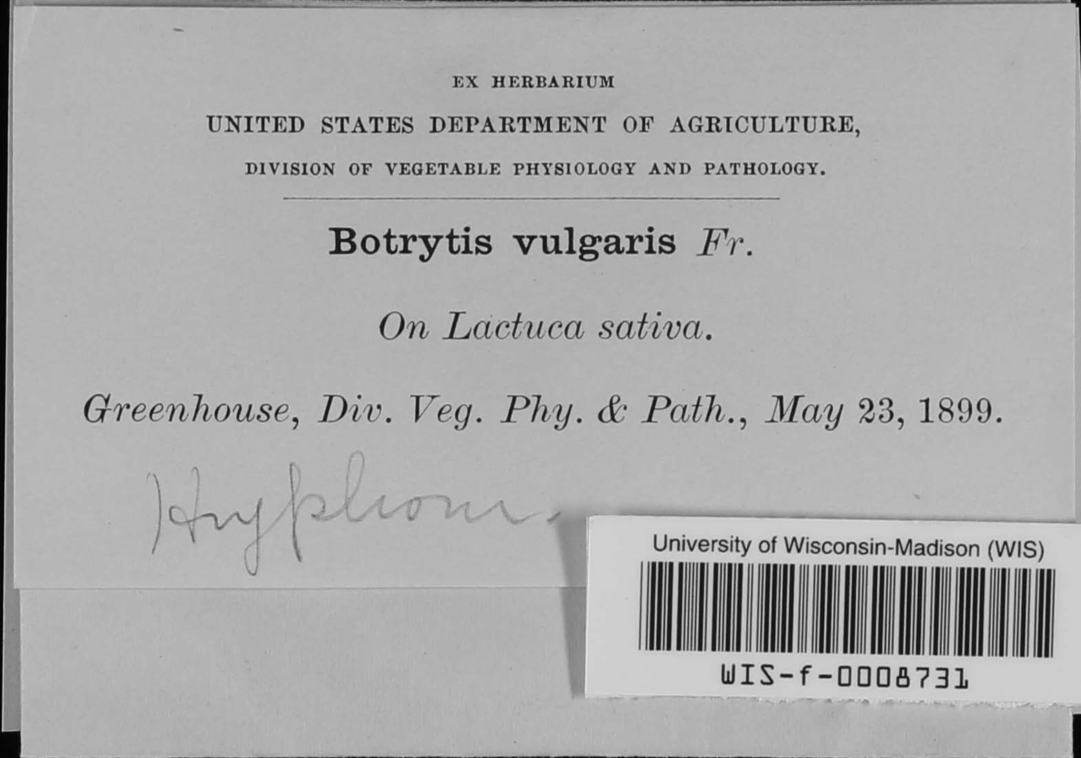 Botryotinia fuckeliana image